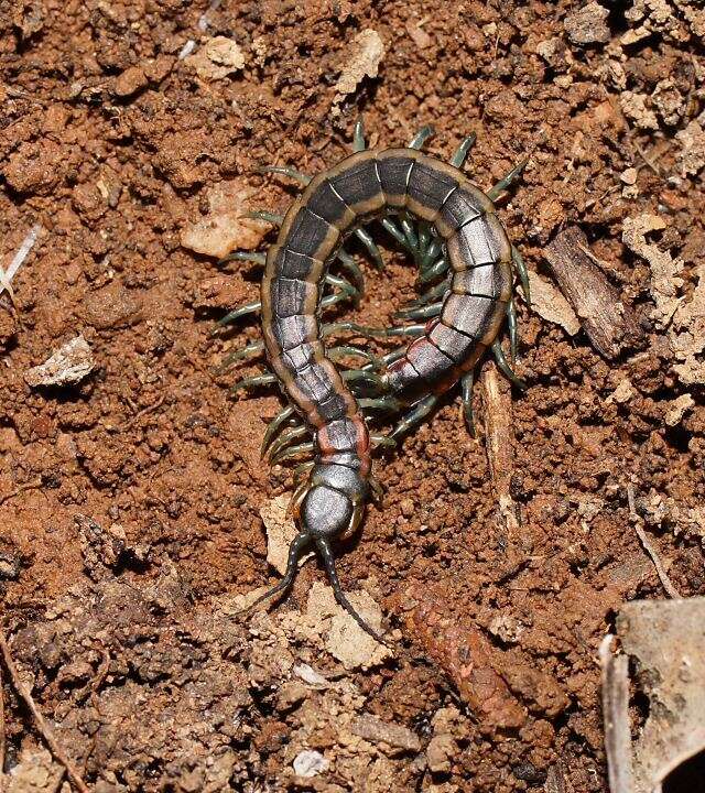 Imagem de Scolopendra laeta Haase 1887