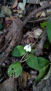 Image of Rhinacanthus humilis Benoist