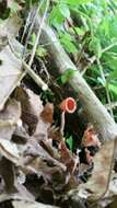 Image of Shaggy Scarlet Cup