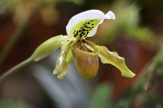 Слика од Paphiopedilum exul (Ridl.) Rolfe