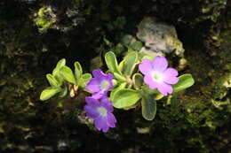 Image of Primula allionii Loisel.