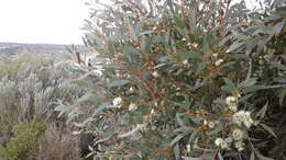 Image of Eucalyptus diversifolia subsp. diversifolia