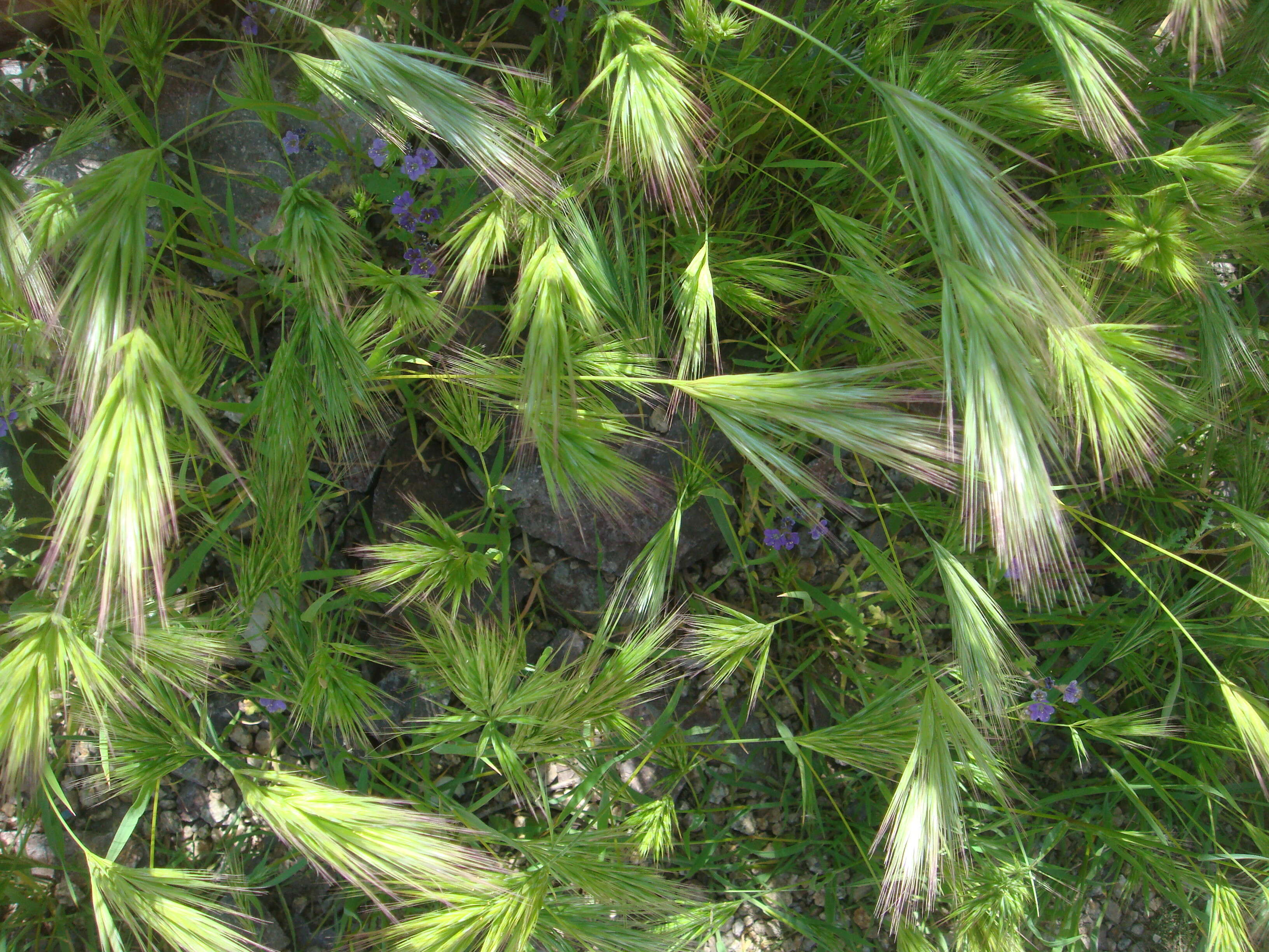 Image of compact brome