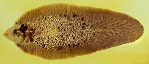 Image of Fasciola