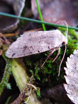 Agrochola litura Linnaeus 1761 resmi