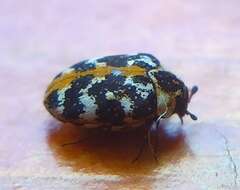 Image of carpet beetle