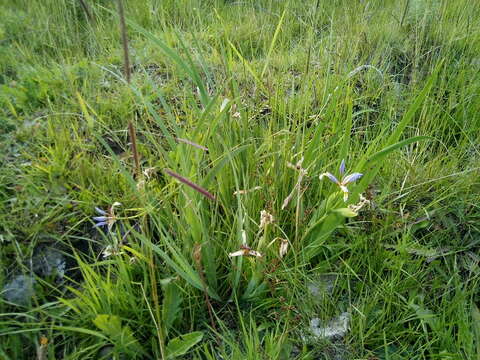 Image of Iris halophila var. sogdiana (Bunge) Skeels