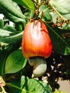 Image of cashew