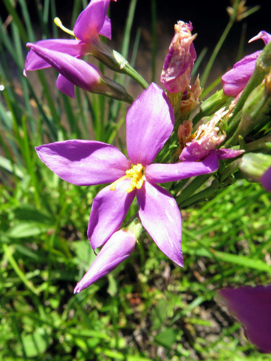 Image of Chironia purpurascens subsp. purpurascens