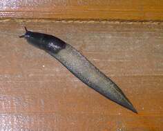 Image of ash-black slug