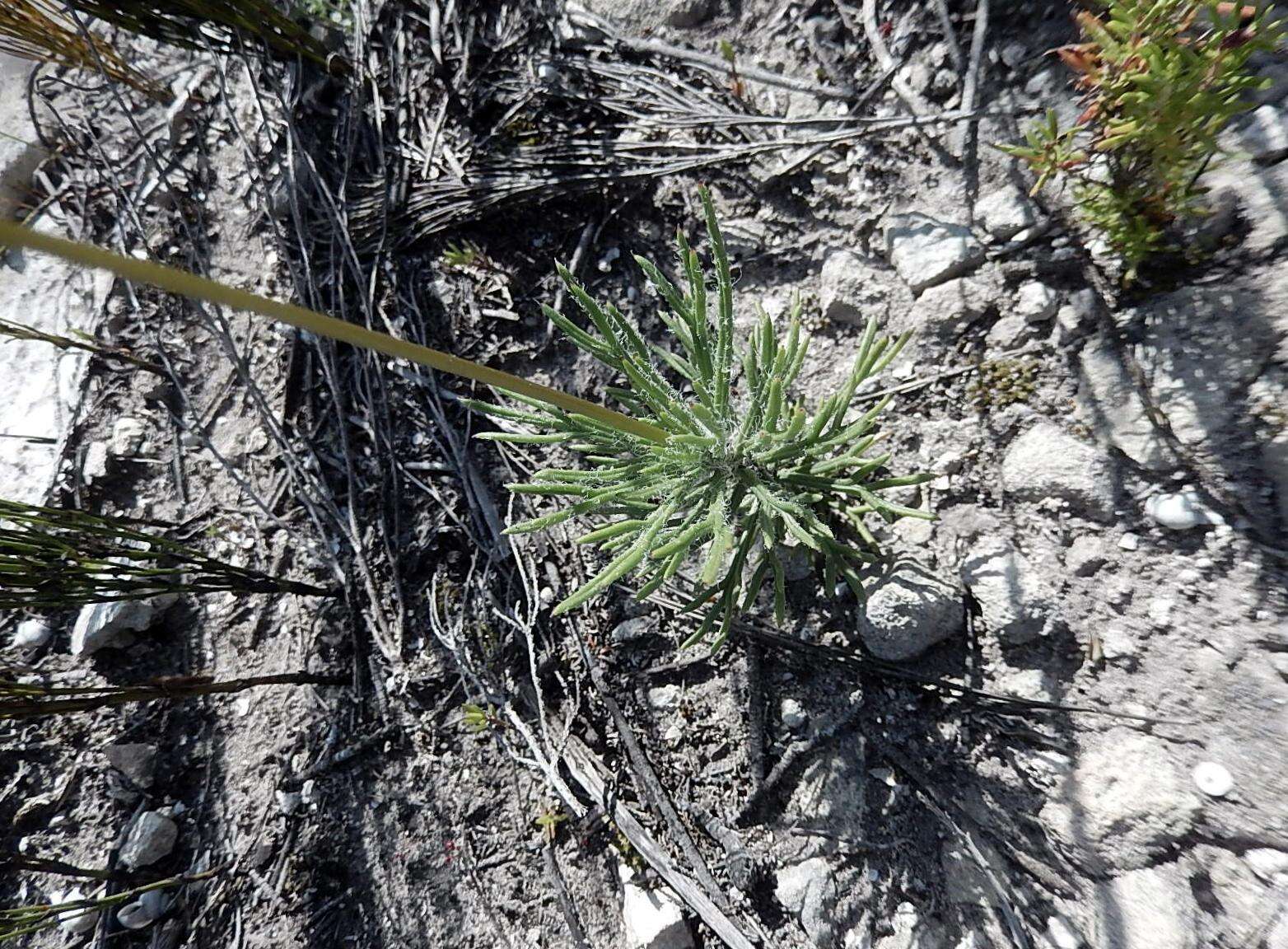 Euryops hebecarpus (DC.) B. Nordenst. resmi