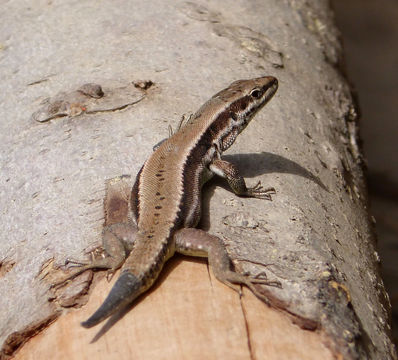 Image of Horvath's Rock Lizard