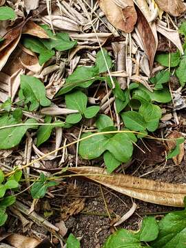 Image de Aristolochia pentandra Jacq.