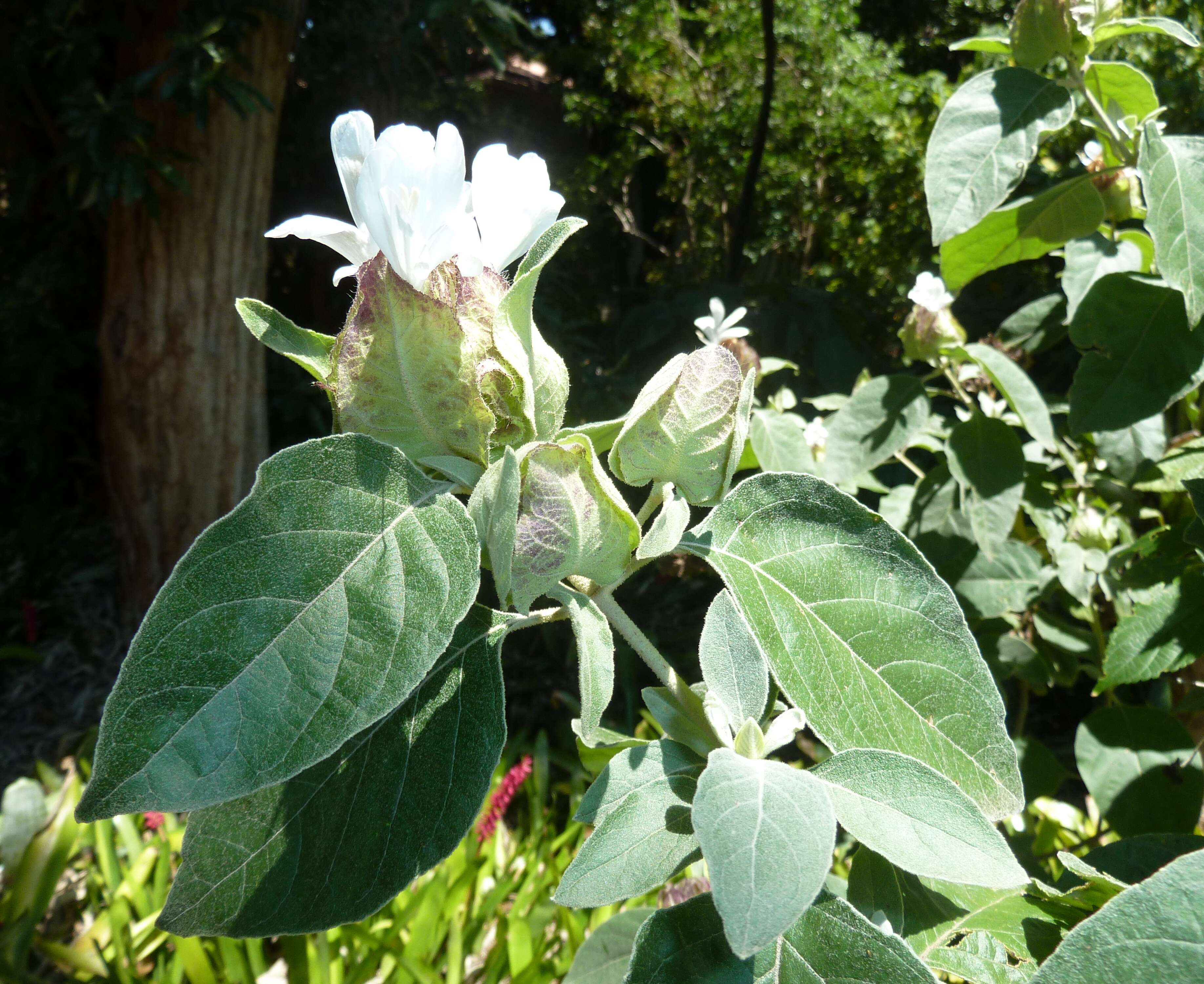 Image of Barleria albostellata C. B. Cl.