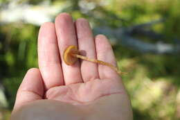 Imagem de Galerina tibiicystis (G. F. Atk.) Kühner 1935