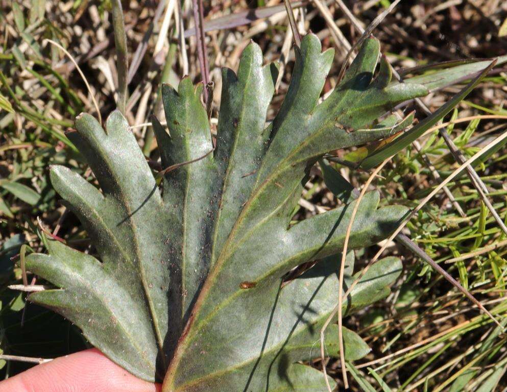 Image of Pelargonium pulverulentum Colv. ex Sweet