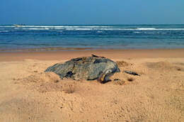 Image of Ridley sea turtles