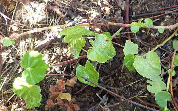 Image of Abutilon sonneratianum (Cav.) Sweet