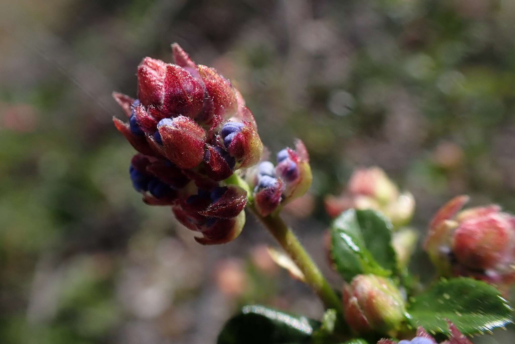 Image of Vine Hill ceanothus