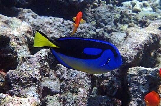 Image of Paracanthurus