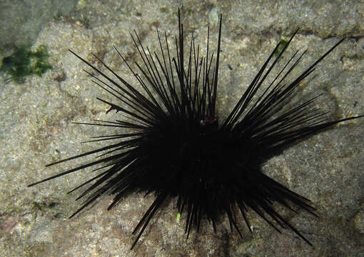 Image of Banded diadem urchin