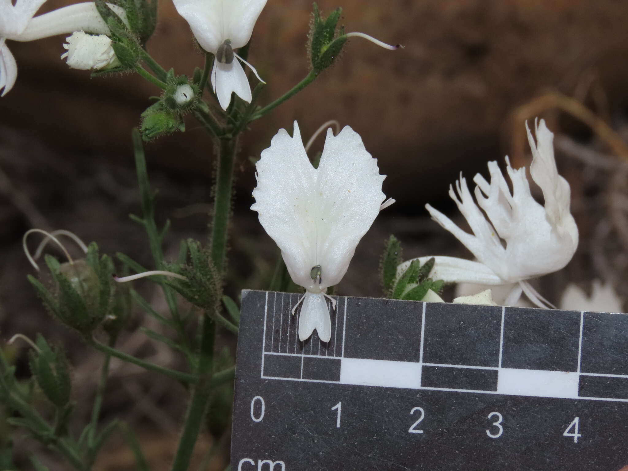 Imagem de Schizanthus candidus Lindl.