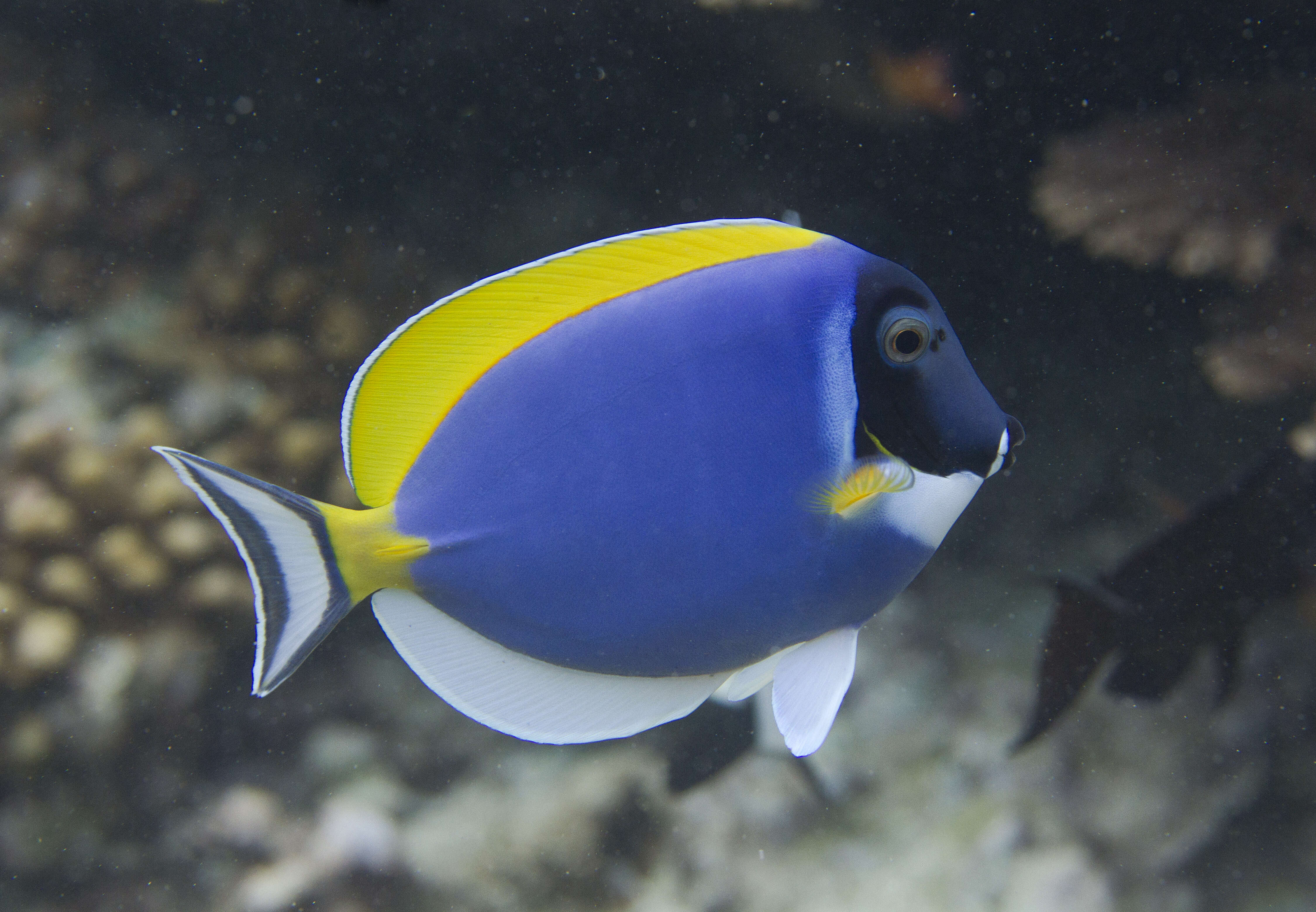 Image of Blue Surgeonfish