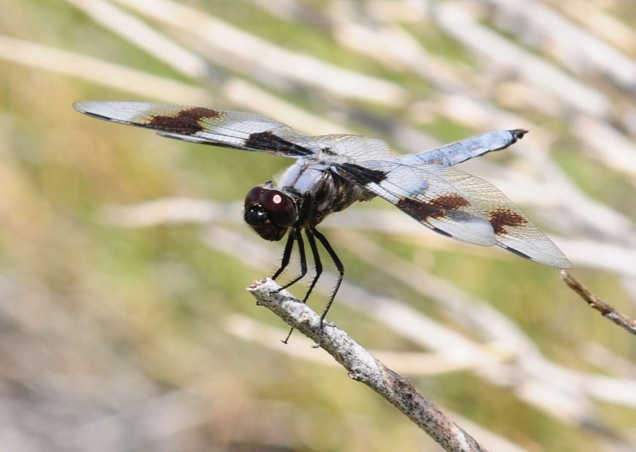 Libellula forensis Hagen 1861 resmi