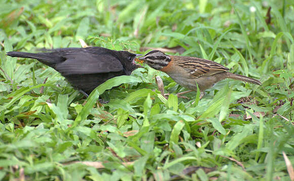 Image of Cowbird