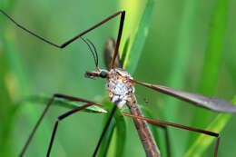 Image of Marsh crane fly