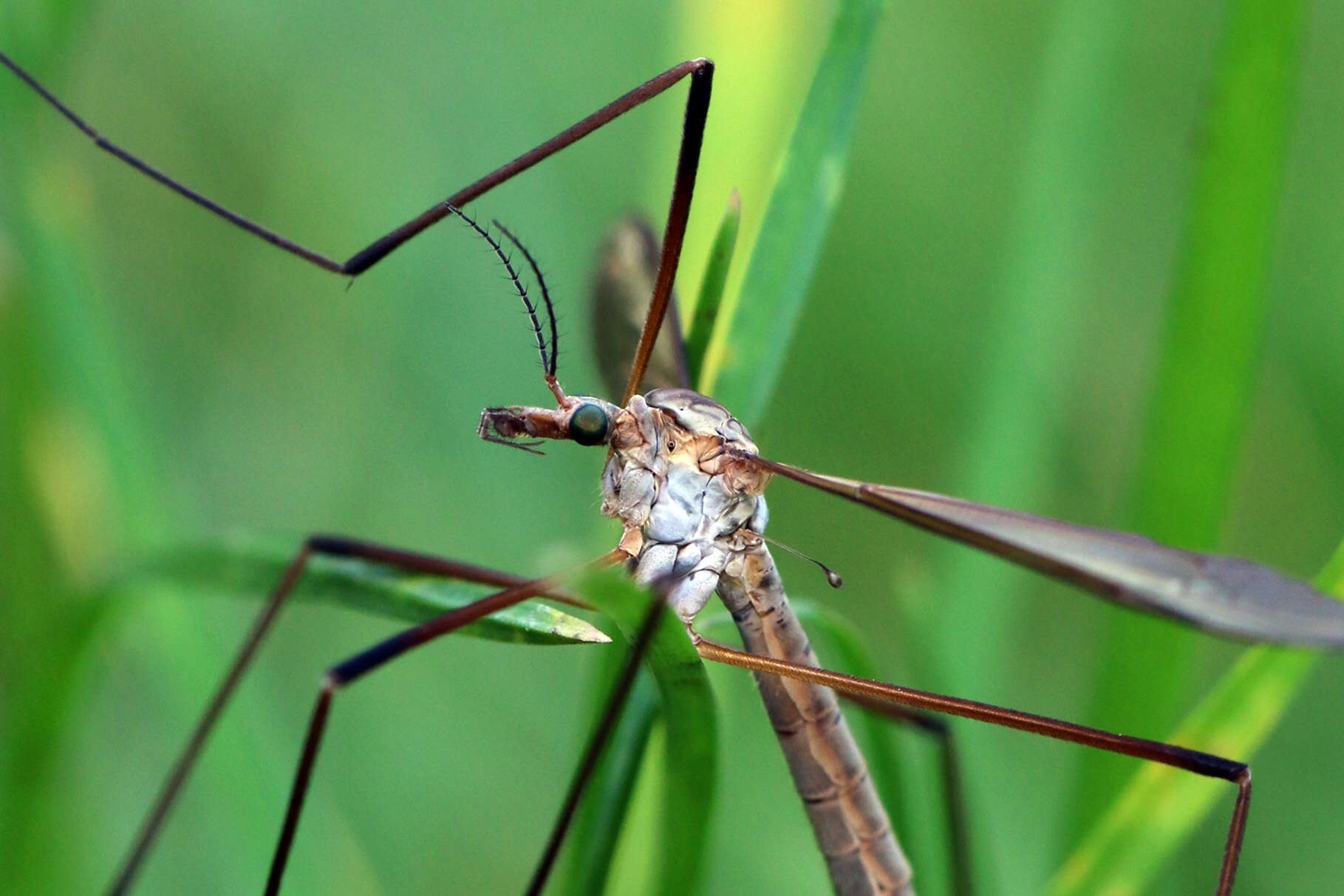 Image of Marsh crane fly