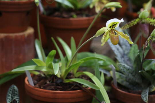 Слика од Paphiopedilum exul (Ridl.) Rolfe