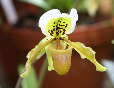 Image de Paphiopedilum exul (Ridl.) Rolfe