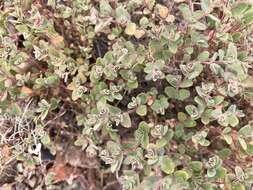 Imagem de Euphorbia melanadenia Torr. & A. Gray