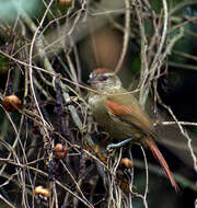 Image of Pallid Spinetail