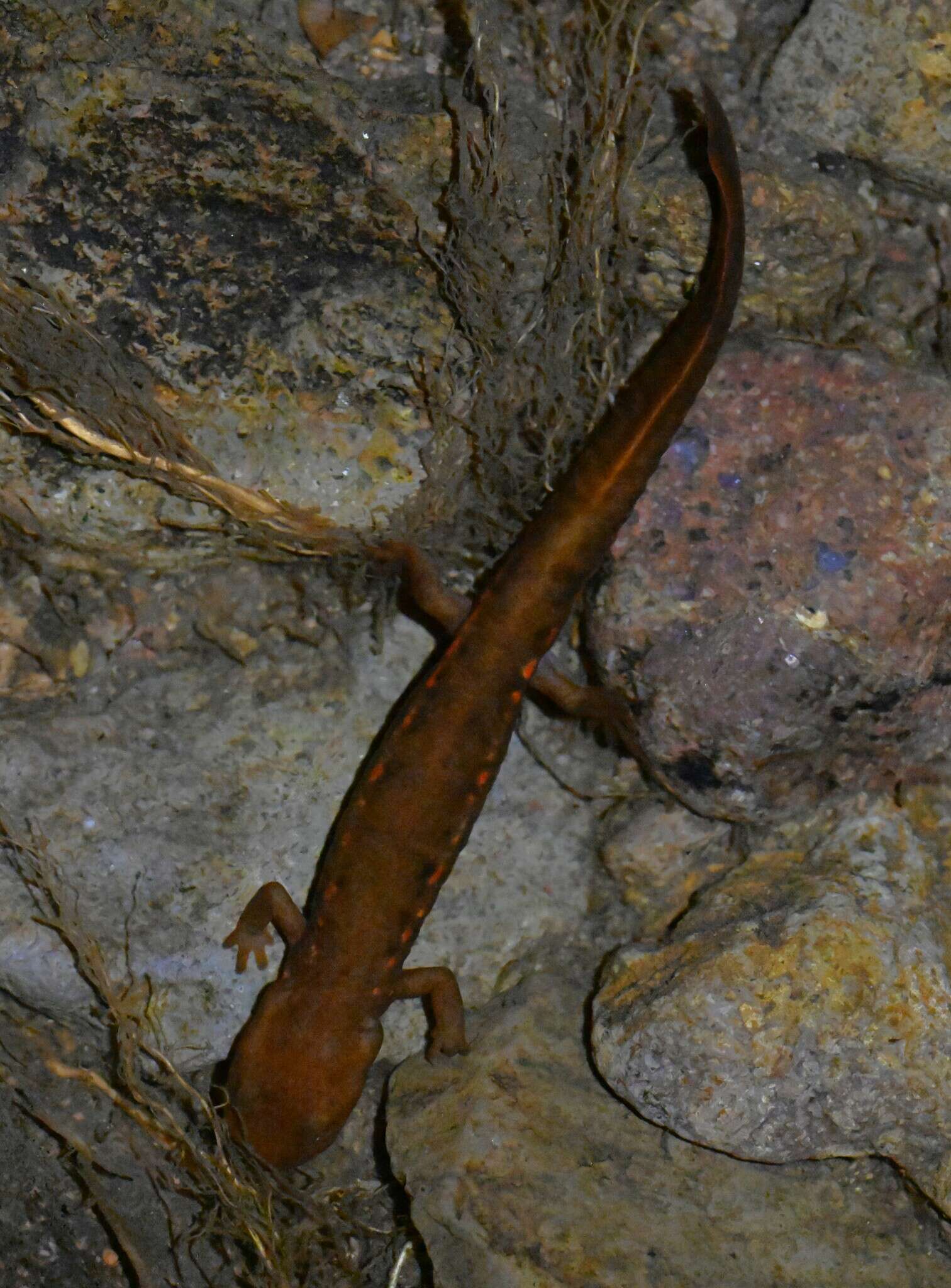 Image of Pachytriton granulosus Chang 1933