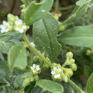 Image of Limeum viscosum subsp. transvaalense Friedr.