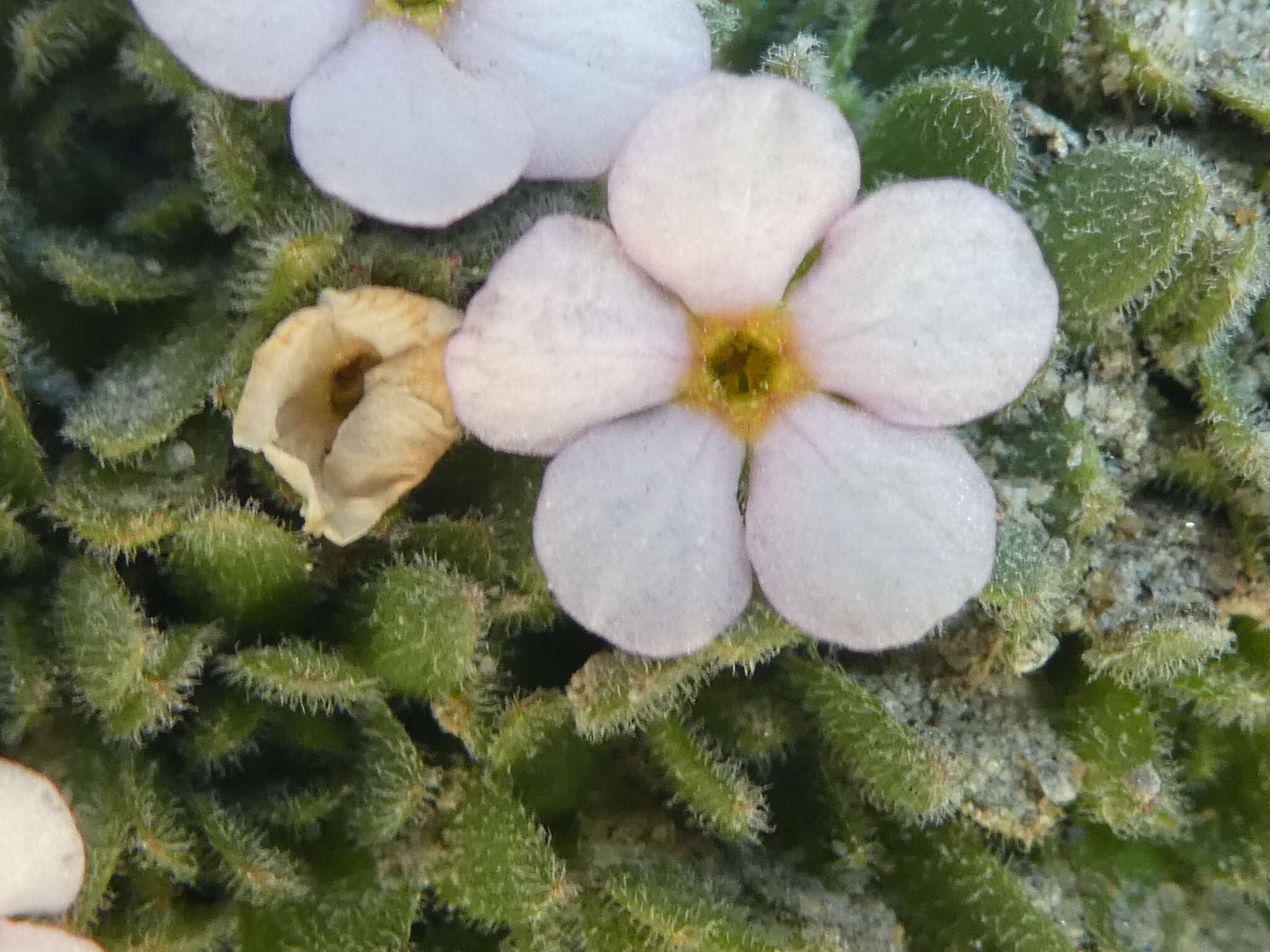 Image of Androsace saussurei Dentant, Lavergne, F. C. Boucher & S. Ibanez