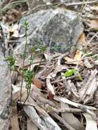 Image of Gonocarpus tetragynus Labill.