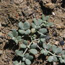 Image of Zygophyllum melongena Bunge