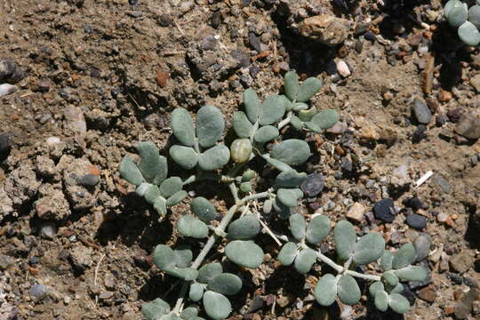 Image of Zygophyllum melongena Bunge