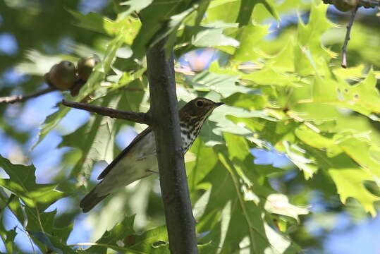 Image of Swainson's Thrush