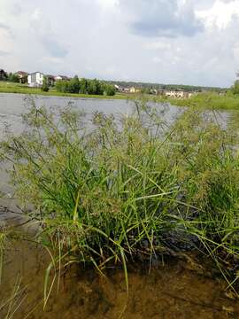 Image of Scirpus radicans Schkuhr