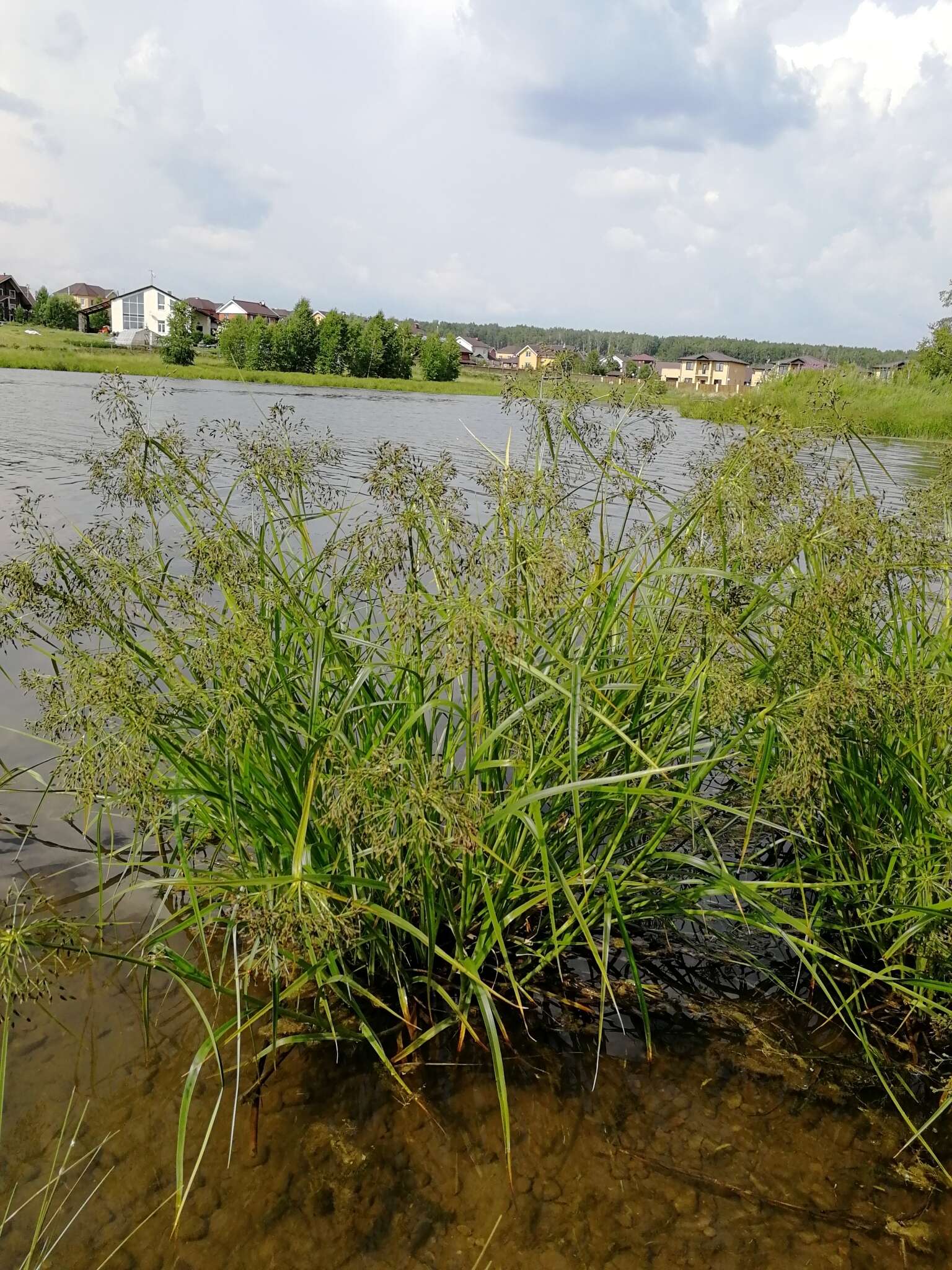 Image of Scirpus radicans Schkuhr