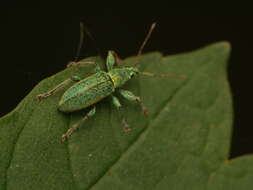 Plancia ëd Phyllobius (Phyllobius) arborator (Herbst 1797)