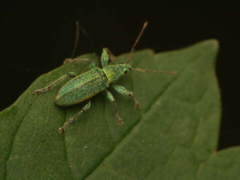 Image of Phyllobius (Phyllobius) arborator (Herbst 1797)