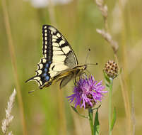 Image of Old World Swallowtail