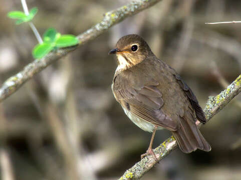 Image of Swainson's Thrush