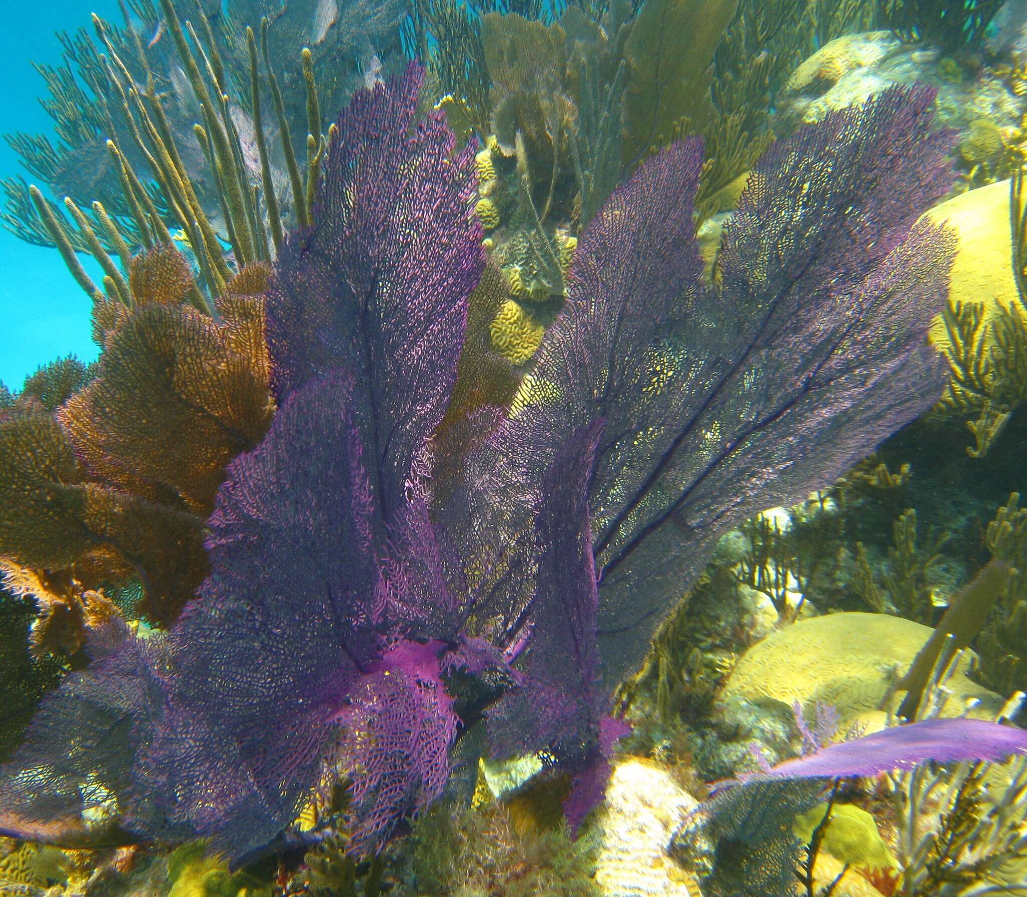 Image of Caribbean sea fan