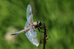 Image of Four-spotted Chaser